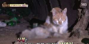 Cerita Kucing yang Tak Beranjak dari Selokan Bikin Merinding!