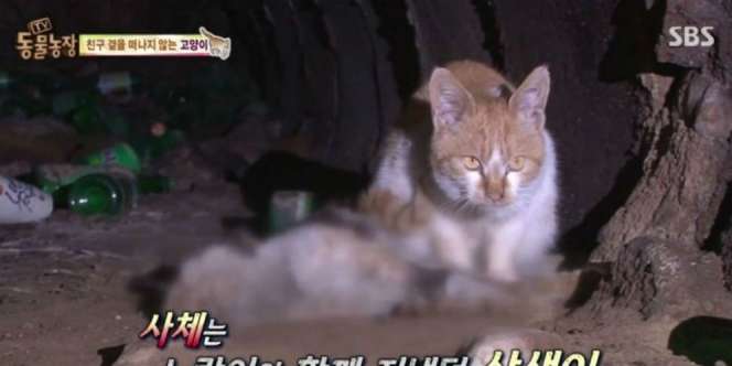 Cerita Kucing yang Tak Beranjak dari Selokan Bikin Merinding!