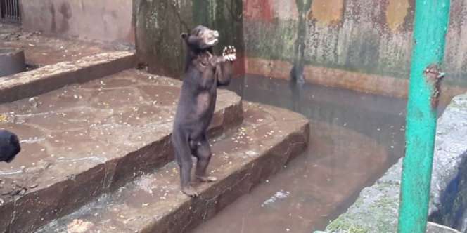 Beruang Kurus di Kebun Binatang Bandung Disorot Media Asing