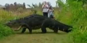Astaga! Buaya Raksasa Jelmaan Dinosaurus Terekam Kamera