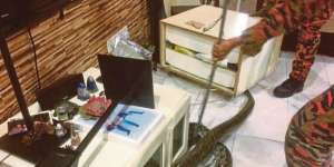 Bergerak-gerak di Bawah Rak TV, Pas Diselidiki Ternyata...