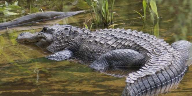 Ngeri! 4 Pulau Ini Dihuni Predator-predator Buas