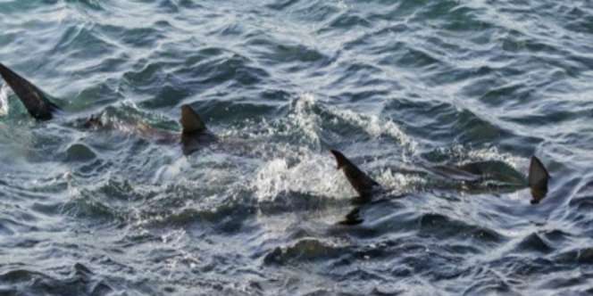 Misteri Ratusan Hiu Penuhi Pantai Israel