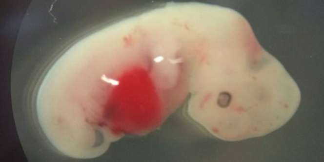 Peneliti Temukan Embrio Gabungan Manusia-Babi