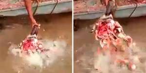 Ngeri.. Kepala Kerbau Dimasukkan ke Sungai, Lihat yang Terjadi