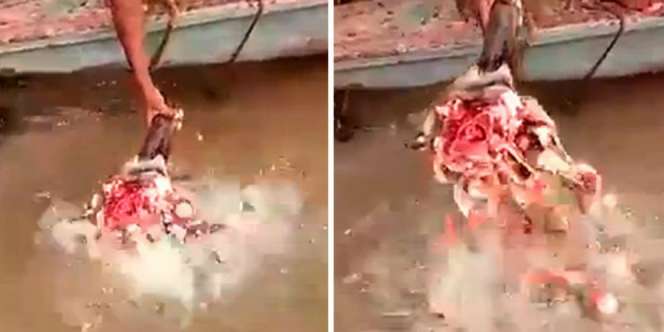 Ngeri.. Kepala Kerbau Dimasukkan ke Sungai, Lihat yang Terjadi