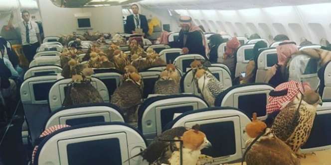 Geger! Pangeran Arab Borong 80 Tiket Pesawat Angkut Burung