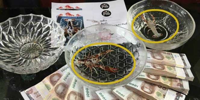 Jual Udang Sebesar Kelingking, Si Pria Kaget Laku Rp381 Juta