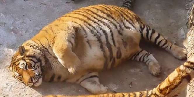 Lihat Harimau Gemuk Ini, Lucu atau Menakutkan?