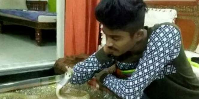 Tragis! Pamer Aksi Cium Ular Kobra Berujung Maut
