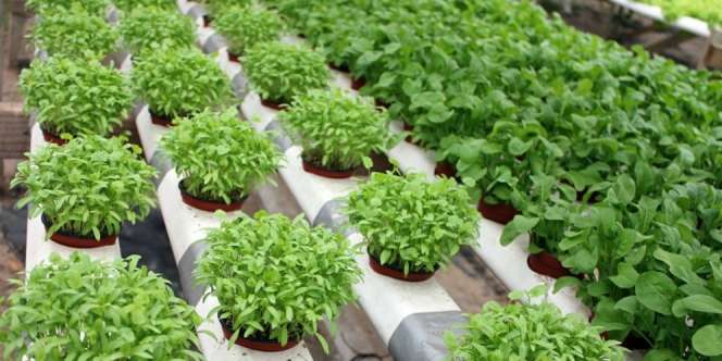 Tren Berkebun 2017 yang Wajib Dilirik