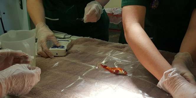 Ikan Sekecil Ini Jalani Operasi Bedah Tumor, Mencengangkan...