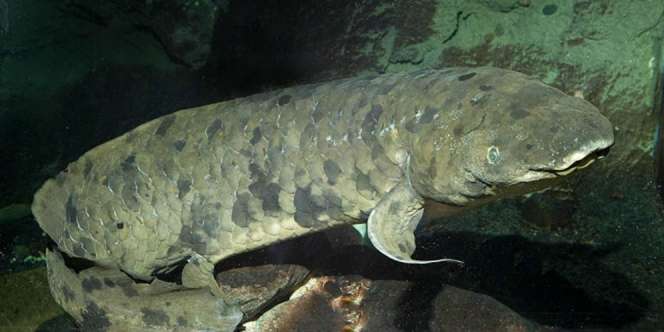 Ikan Berumur 95 Tahun Ini Disuntik Mati