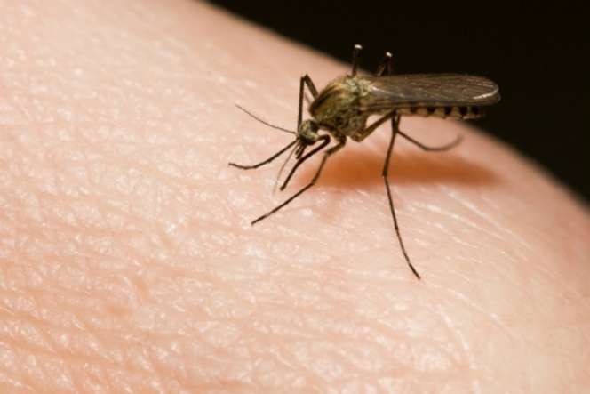 Usir Nyamuk dan Lalat dengan Obat Serangga Alami Ini