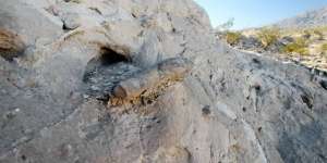 Ikan Ajaib, Bisa Hidup di Darat Selama Berbulan-bulan