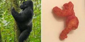 Camilan Mirip Gorila Ditawar Rp1,33 Miliar, Apa Istimewanya?