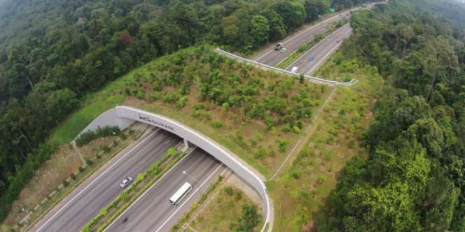 5 Jembatan `Mewah` Khusus untuk Hewan Liar