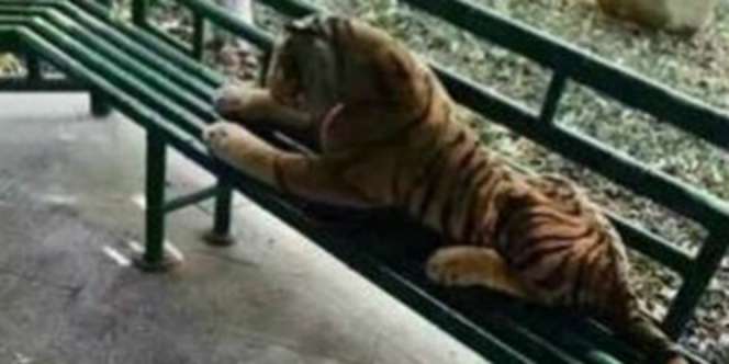 Geger Ada Harimau Duduk di Taman, Ternyataâ�¦