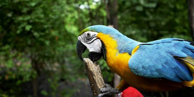 Gara-gara Burung, Seorang Wanita Nekat Bunuh Diri