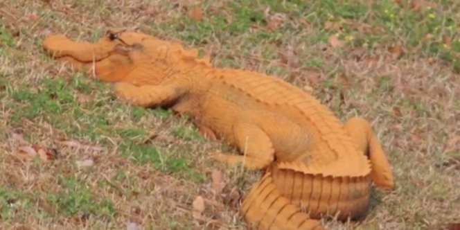 Buaya Oranye Gegerkan Warga, Dijuluki 'Trump'