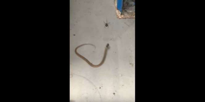 Geger Ular dan Laba-laba Bertarung Sampai Mati, Siapa Menang?