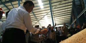 Industri Pakan Serap Jagung Petani