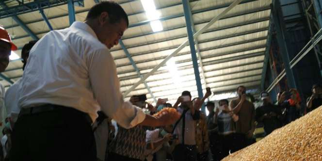Industri Pakan Serap Jagung Petani