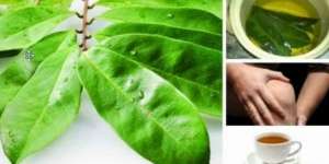 Daun Ini Lebih Kuat Bunuh Sel Kanker Dibanding Kemoterapi