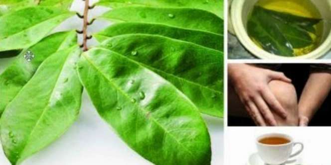 Daun Ini Lebih Kuat Bunuh Sel Kanker Dibanding Kemoterapi