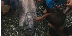 Geger Ikan Aneh Mirip Papan Dayung, Dianggap Pertanda Bencana
