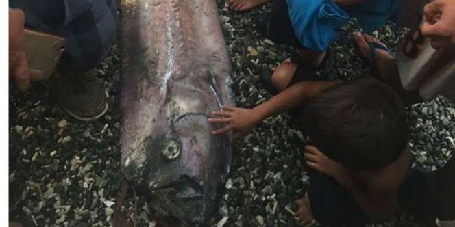 Geger Ikan Aneh Mirip Papan Dayung, Dianggap Pertanda Bencana
