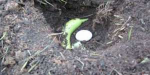 Masukan Pisang dan Telur ke dalam Tanah, Hasilnya Menakjubkan!