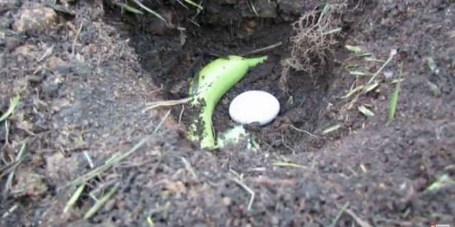 Masukan Pisang dan Telur ke dalam Tanah, Hasilnya Menakjubkan!