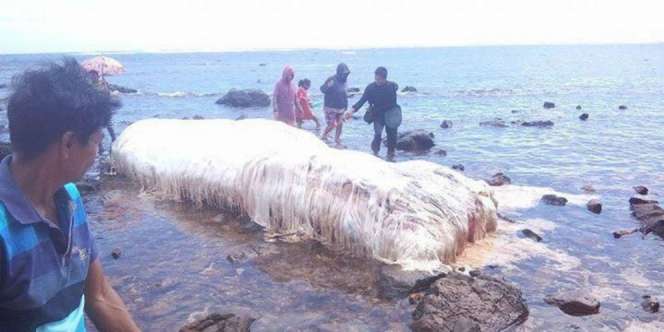 Makhluk Raksasa Berbulu Terdampar di Pantai, Warga Gempar!