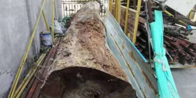 Keterlaluan, Kayu Tak Bernilai Dijual Rp3 Miliar