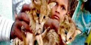 Bocah Bawa Pulang Anak Kucing, Ternyata...