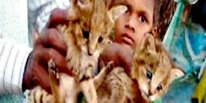 Bocah Bawa Pulang Anak Kucing, Ternyata...