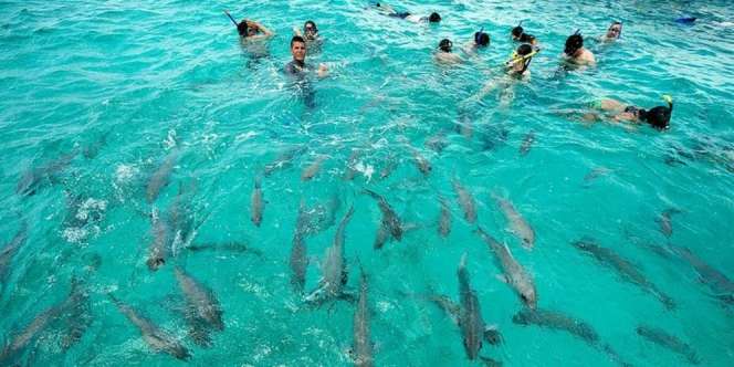 Belihe, Tawarkan Wisata Pantai yang Suguhkan Atraksi Hiu