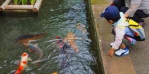 Rahasia Ikan Koki Bisa Hidup di Selokan Jepang