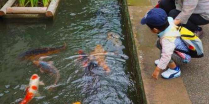 Rahasia Ikan Koki Bisa Hidup di Selokan Jepang
