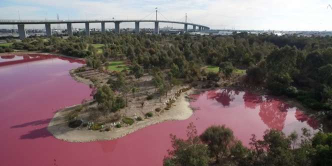 Inikah Penyebab Danau di Australia Berwarna Pink?