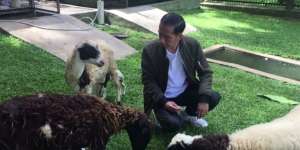 Gembiranya Jokowi Sambut Kelahiran Anak Kambing