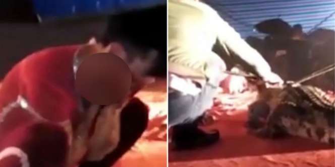 Pemain Sirkus Hampir Jadi Santapan Buaya