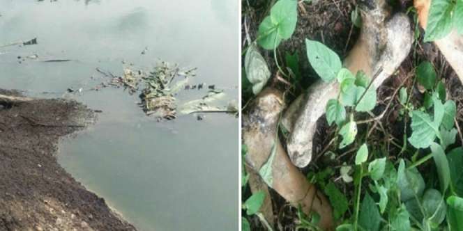 Ikan di Empang Itu Laku Keras, Astaga Ternyata Diberi Makan...