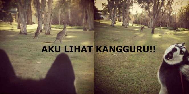 10 Emosi Lucu Hewan Saat Melihat Hal Baru dalam Hidupnya