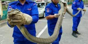 Ukuran Kobra yang Tertangkap Ini Bikin Merinding!