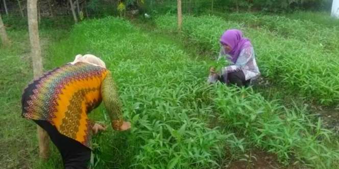 Panen Kangkung di Kolong Tol Jakarta