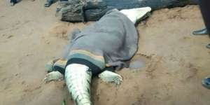 Usai Belah Perut Buaya, Warga Temukan Sesuatu yang Mengerikan