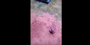 Merinding! Burung Itu 'Tuntun' Anak ke Makam Ibu
