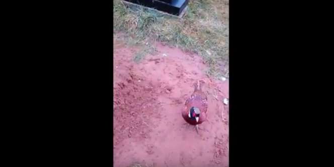 Merinding! Burung Itu 'Tuntun' Anak ke Makam Ibu